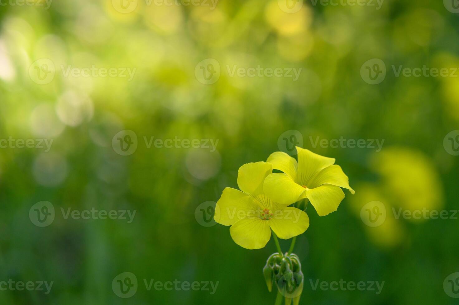 Vibrant yellow wildflowers basking in the soft glow of sunlight on a serene afternoon photo