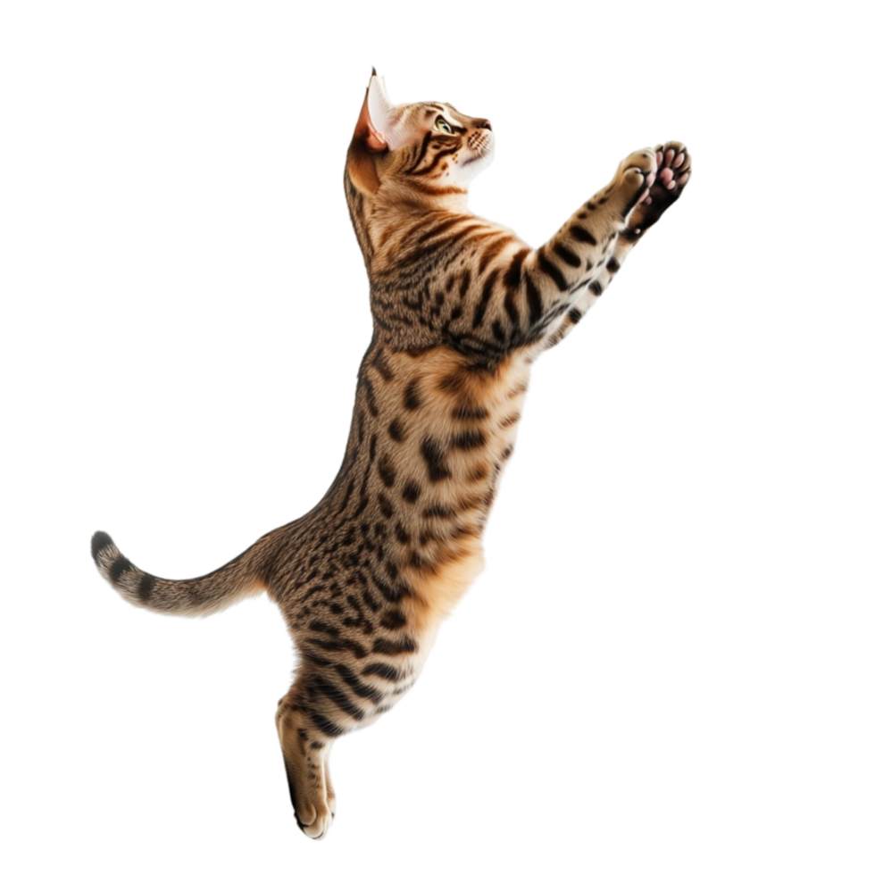 A cat is jumping up in the air png