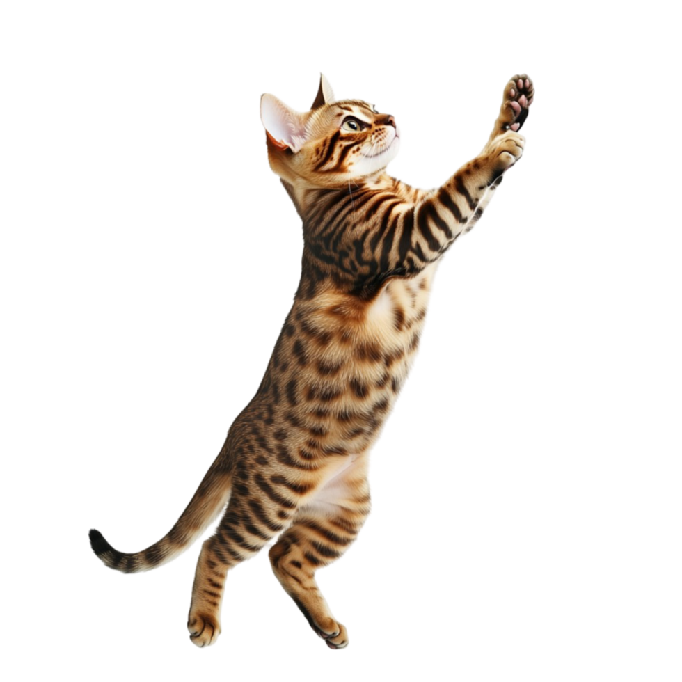 A cat is reaching up to catch a ball png