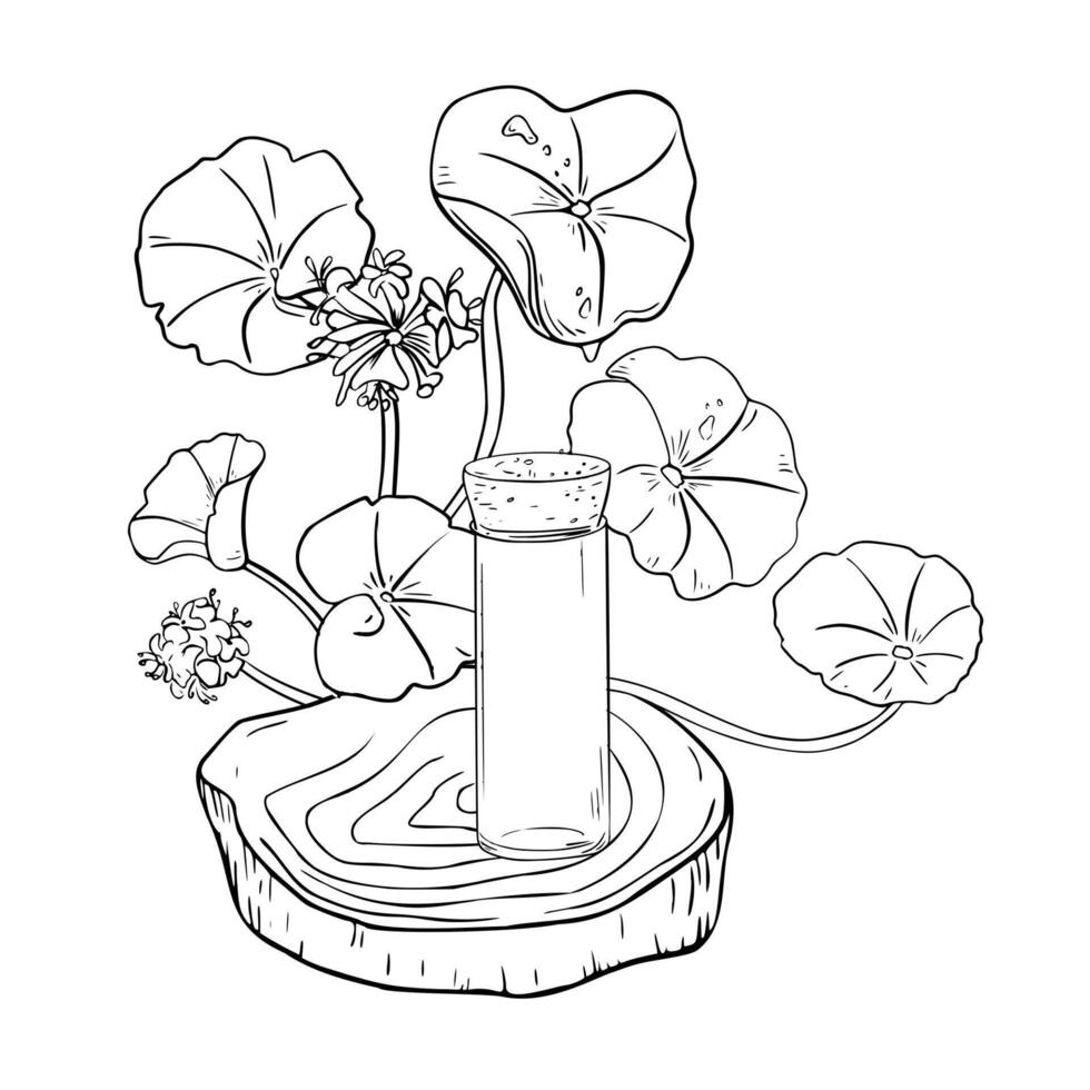 Centella asiatica essential oils on wooden stand black white illustration isolated. Pennywort hydrating herb, gotu kola hand drawn monochrome linear sketch for design package, label, wrapping. vector