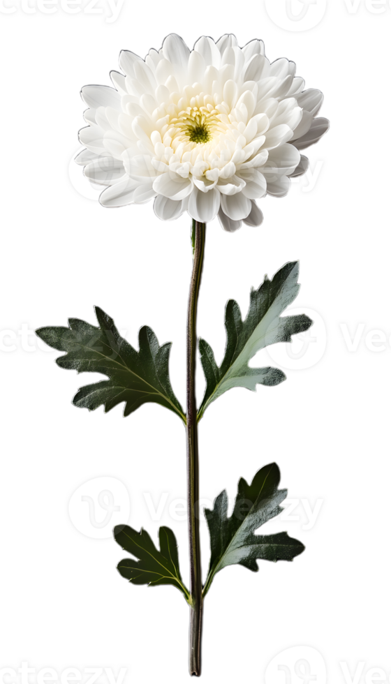 White Chrysanthemum Flower with Lush Petals png
