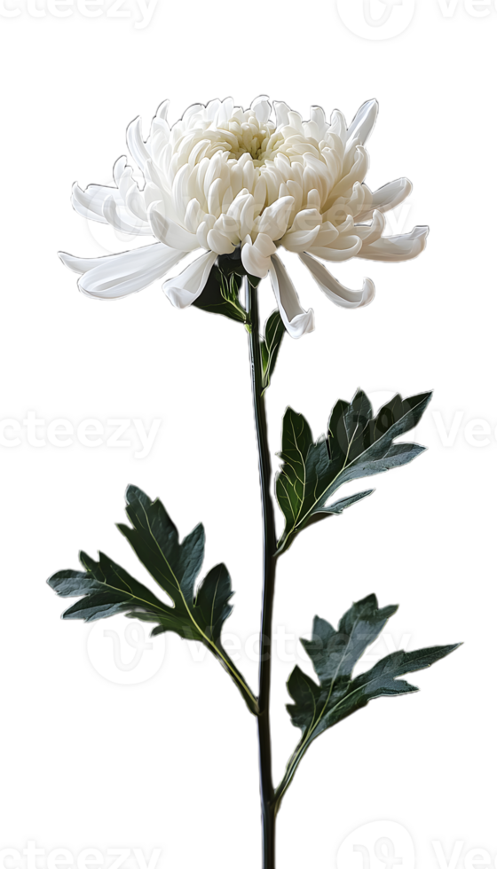 Crisp White Chrysanthemum Flower for Branding png