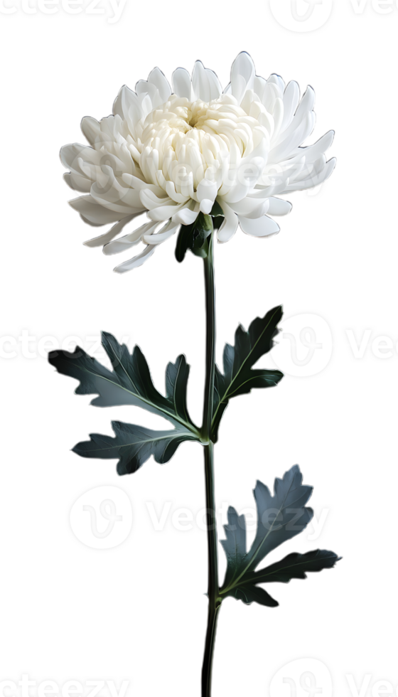 Bright White Chrysanthemum Flower in Focus png
