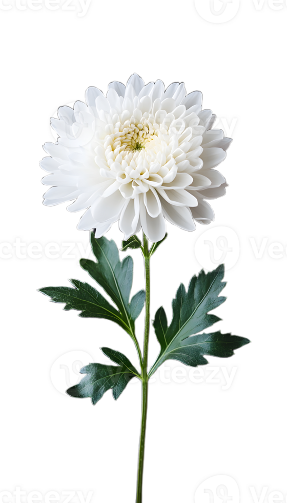 Single White Chrysanthemum for Natural Themes png