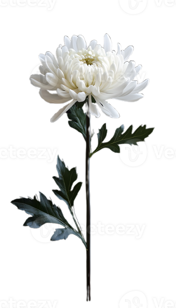 Single Bloom White Chrysanthemum for Creative Use png