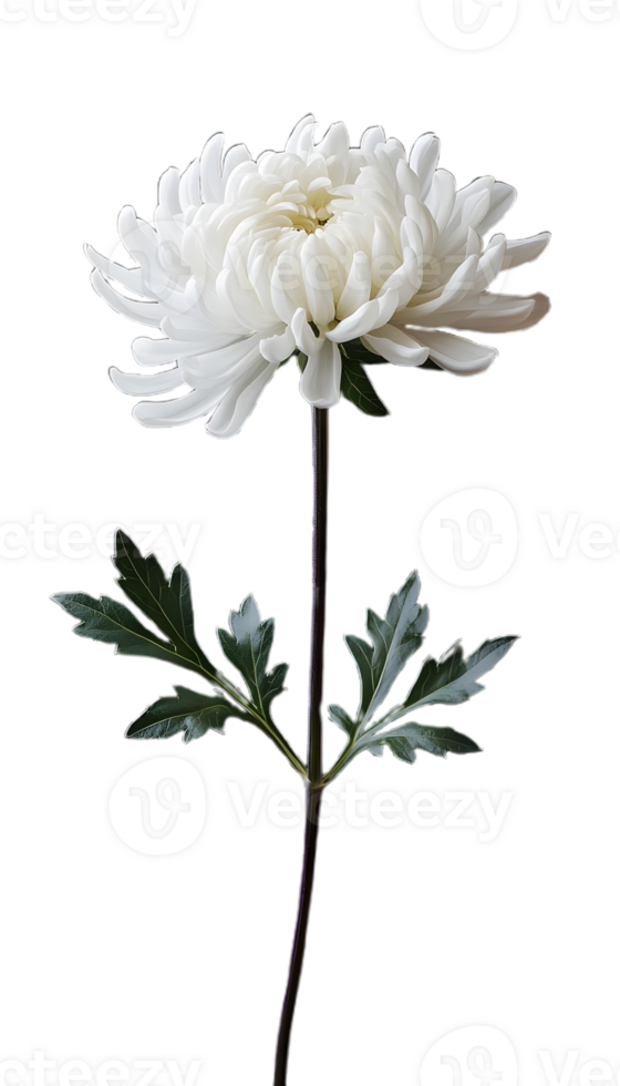 Beautiful White Chrysanthemum for Floral Designs png