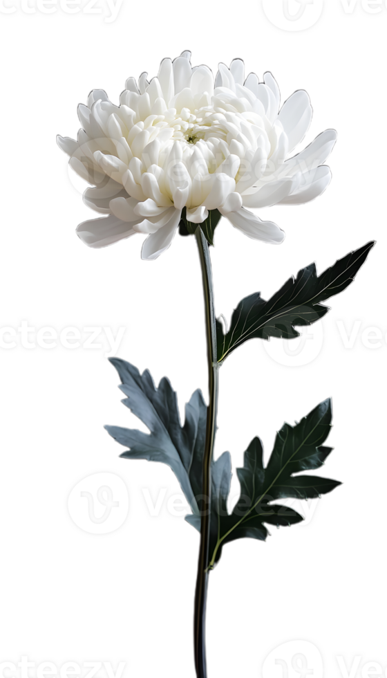Beautifully Shaped White Chrysanthemum for Artwork png