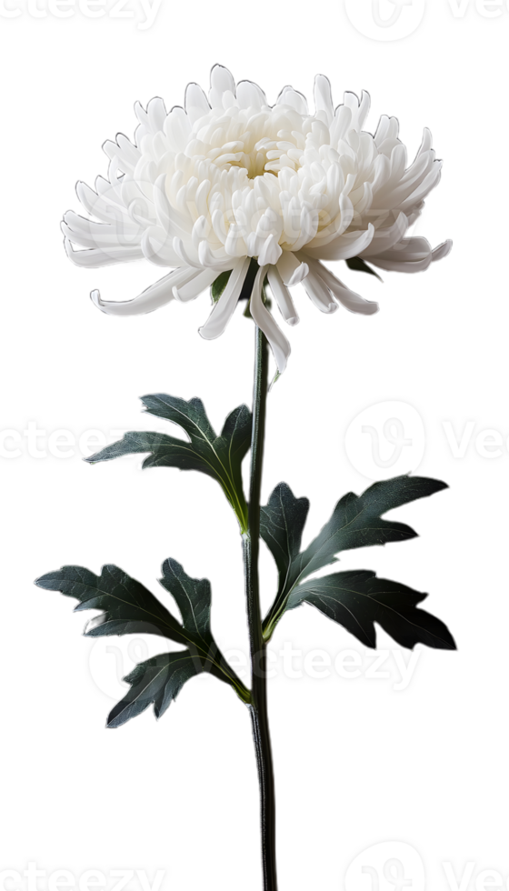 Pure White Chrysanthemum with Detailed Petals png