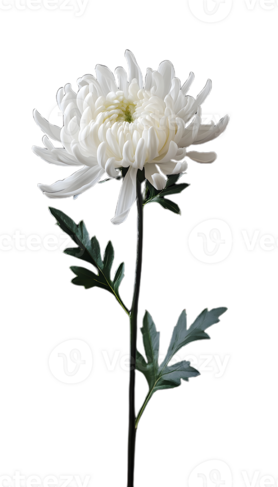 Sophisticated White Chrysanthemum for Floral Themes png