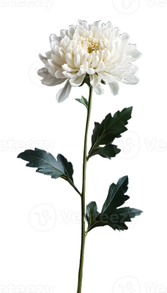 Freshly Bloomed White Chrysanthemum for Custom Projects png