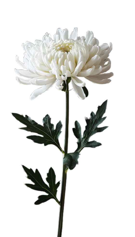 Blooming White Chrysanthemum for Creative Artwork png