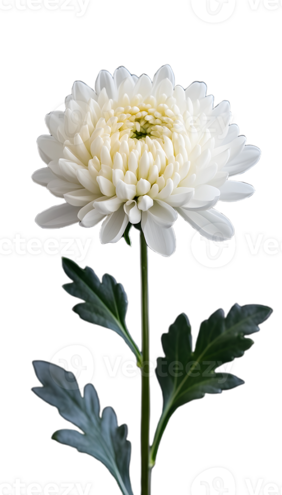 Radiant White Chrysanthemum with Soft Petals png