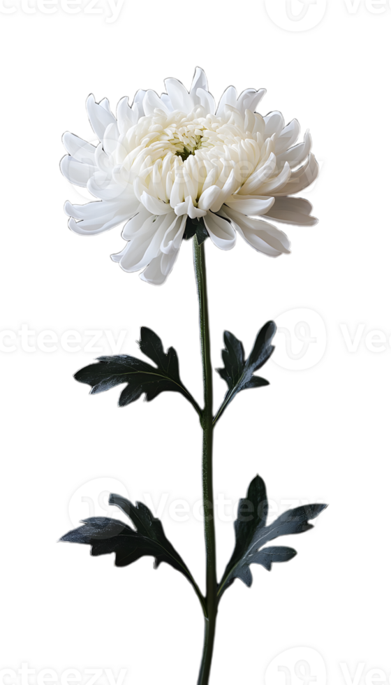 Pure and Classic White Chrysanthemum for Designs png