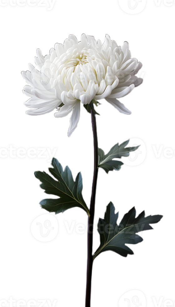 Detailed White Chrysanthemum for Art Projects png