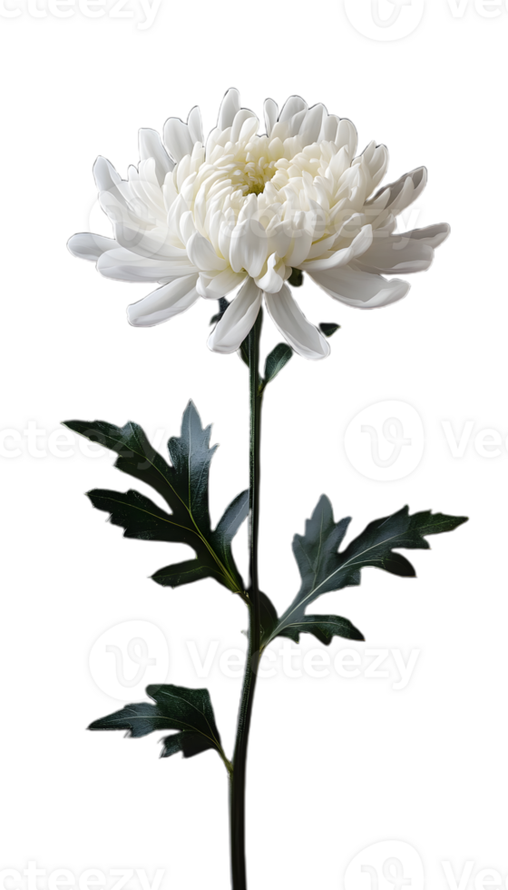 Elegant White Chrysanthemum Flower in Full Bloom png