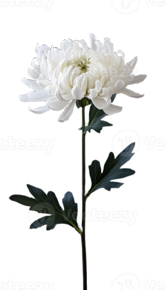 Full Bloom White Chrysanthemum for Custom Projects png