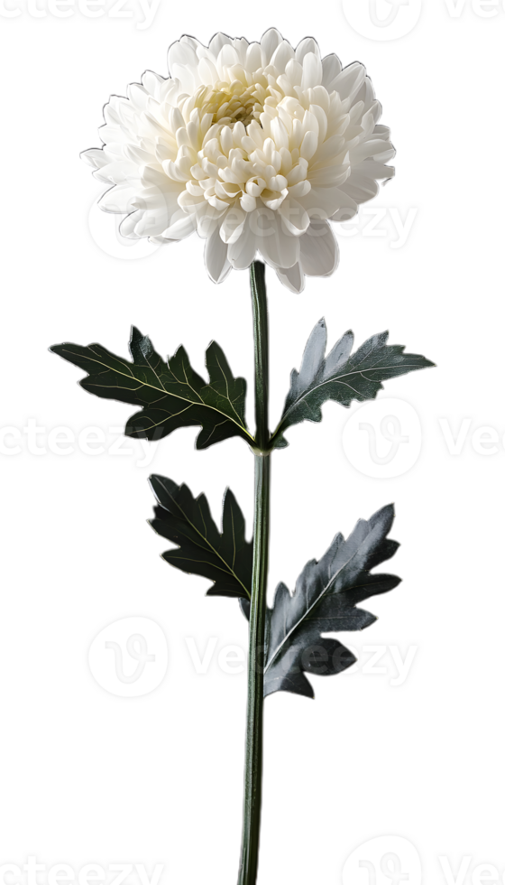 White Chrysanthemum with Stunning Petal Details png