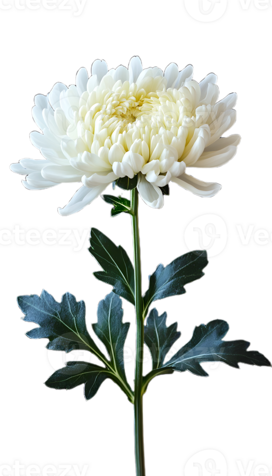 Fresh White Chrysanthemum with a Natural Look png