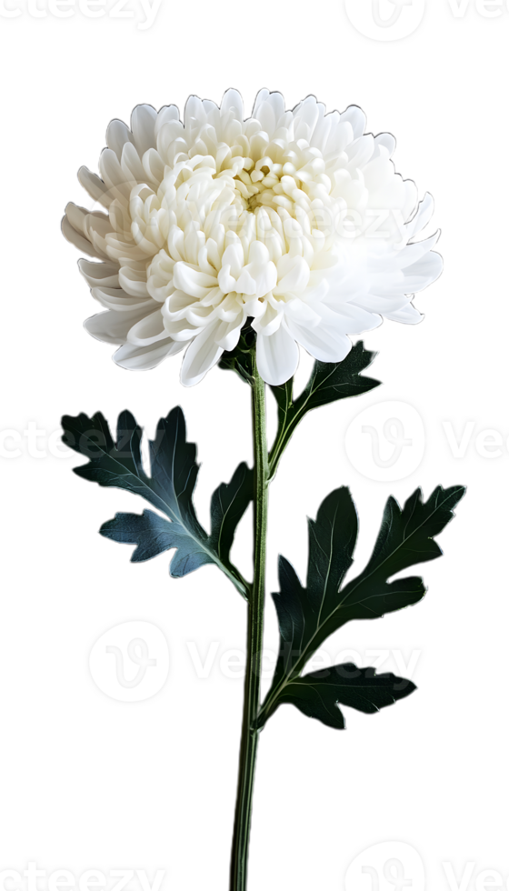 Delicate White Chrysanthemum in Perfect Shape png