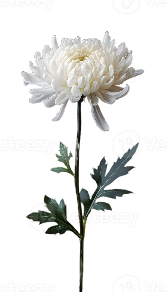 Stunning White Chrysanthemum for Creative Projects png