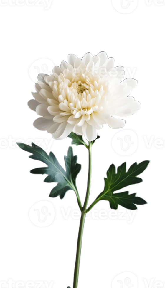 Natural White Chrysanthemum with a Fresh Appearance png