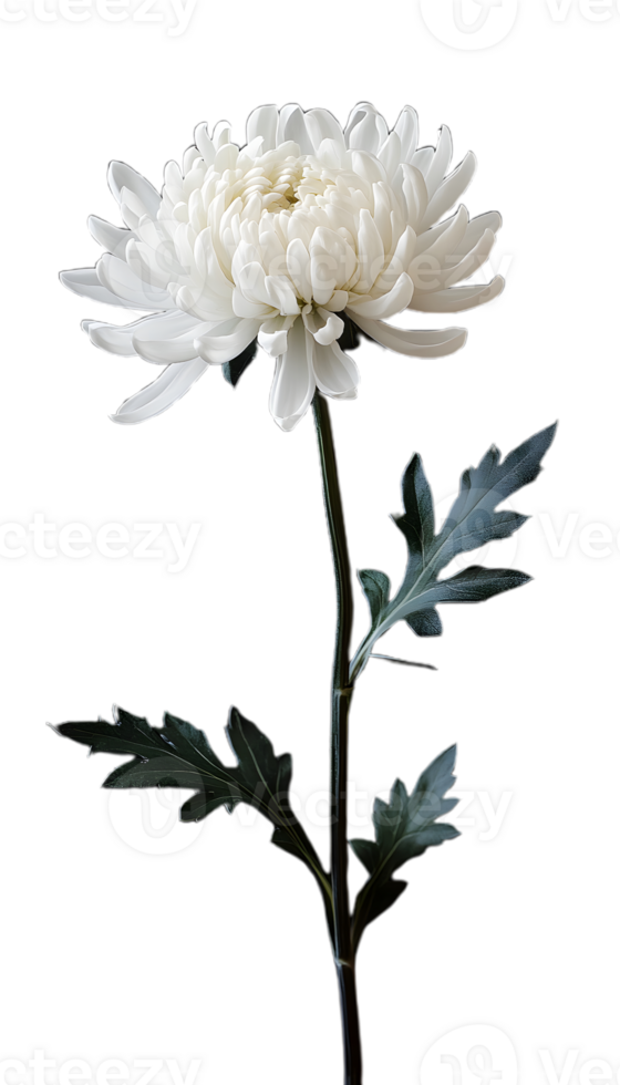White Chrysanthemum in Bloom for Nature Designs png