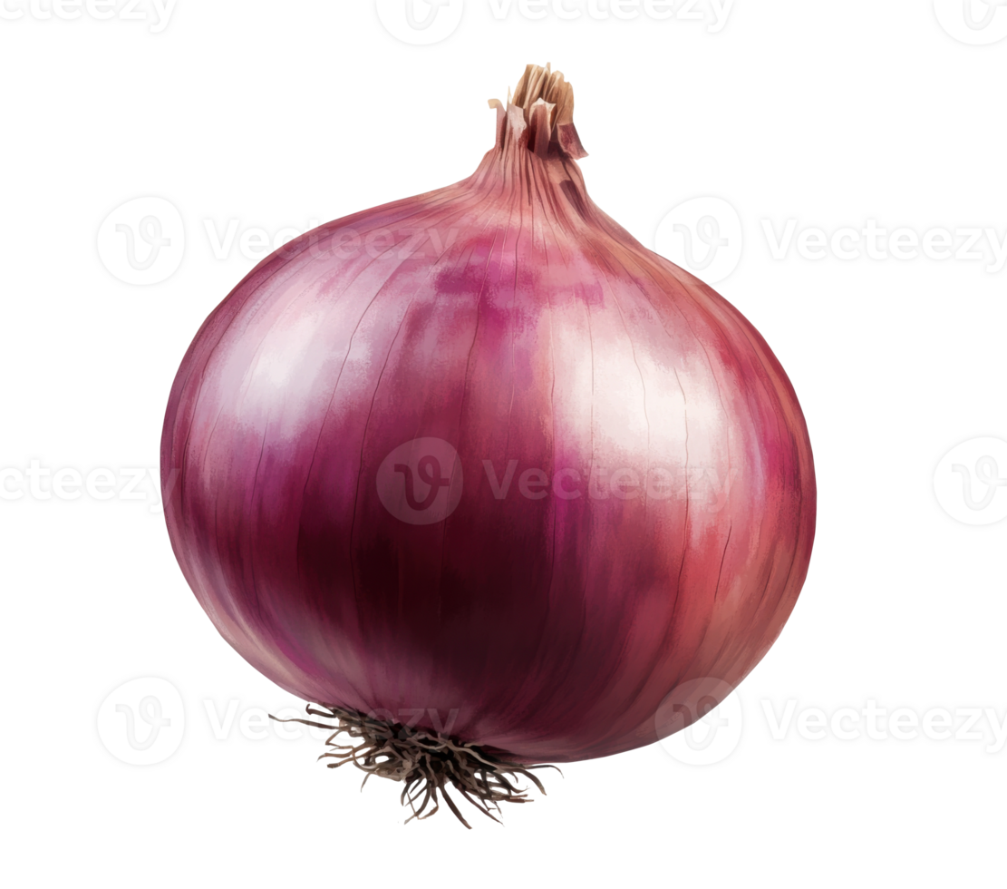 Large red onion with smooth skin prepared for cooking and culinary use in a kitchen environment on transparent background png