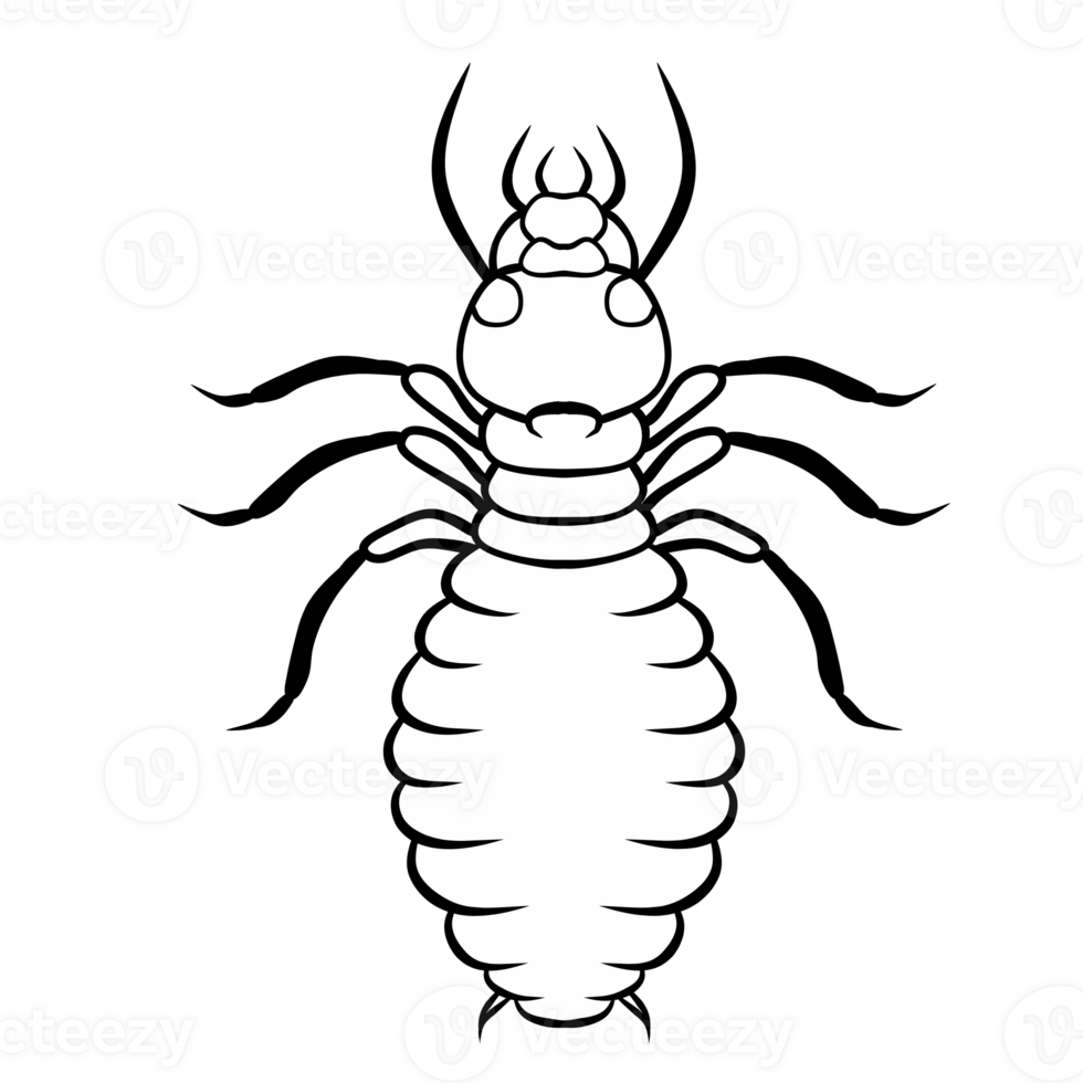 Line illustration of isoptera isolated png