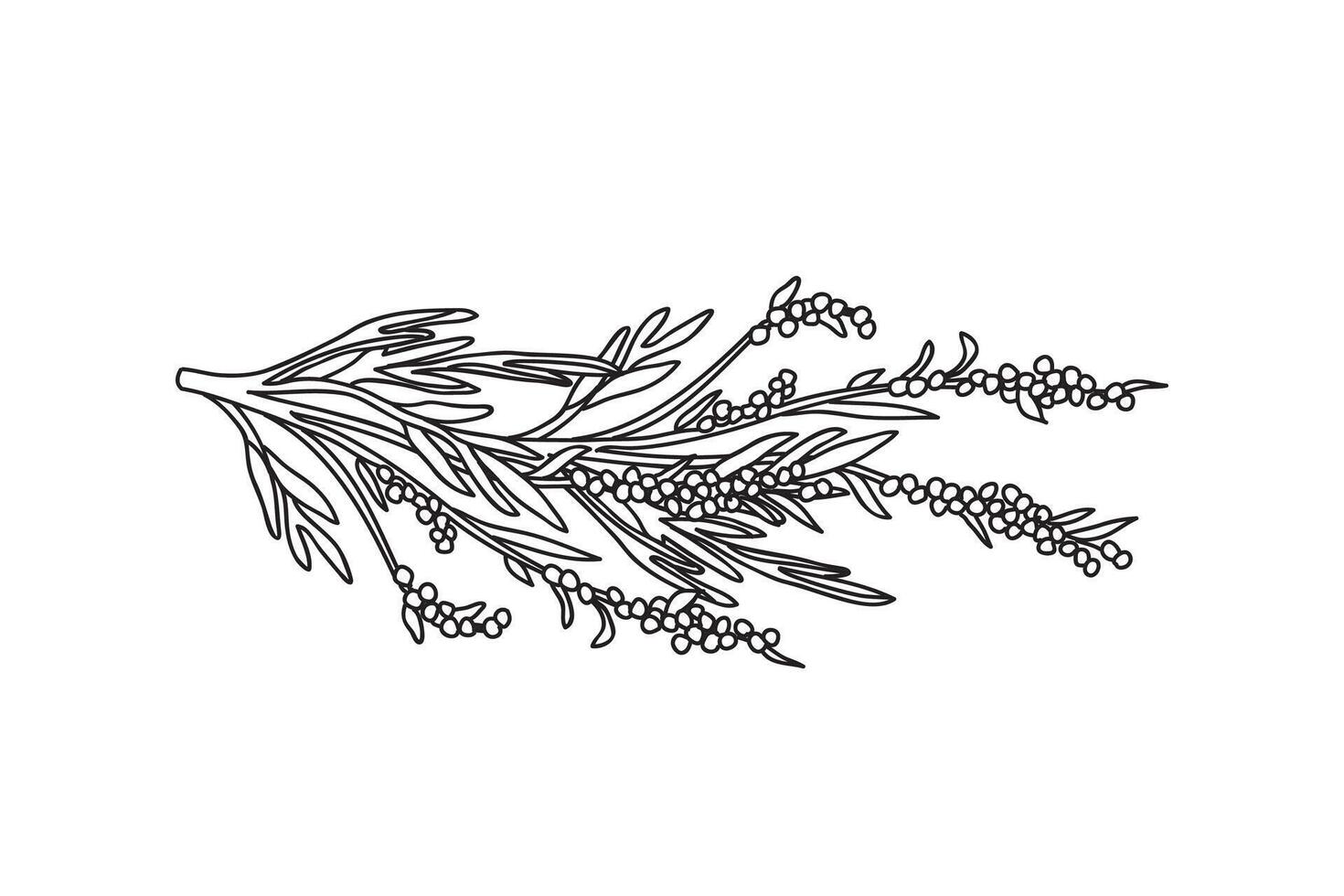 Botanical Line art branch olive with leaves and berries isolated on white background. Hand drawn black and white outline tree Olive plant illustration.Graphic design for Print Book Product Card vector