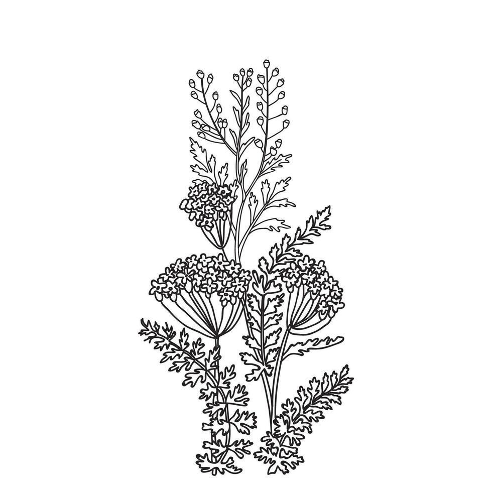 Botanical Line art bouquet of Hydrangea isolated on white background. Hand drawn black and white outline plants and flowers illustration. Graphic design for Print Brand Wedding invitation Card vector
