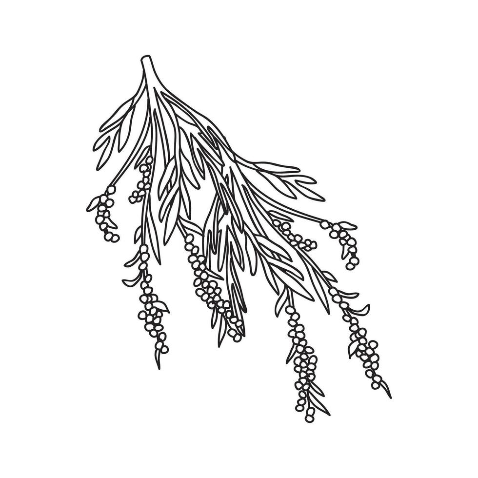 Botanical Line art branch olive with leaves and berries isolated on white background. Hand drawn black and white outline tree Olive plant illustration.Graphic design for Print Book Product vector