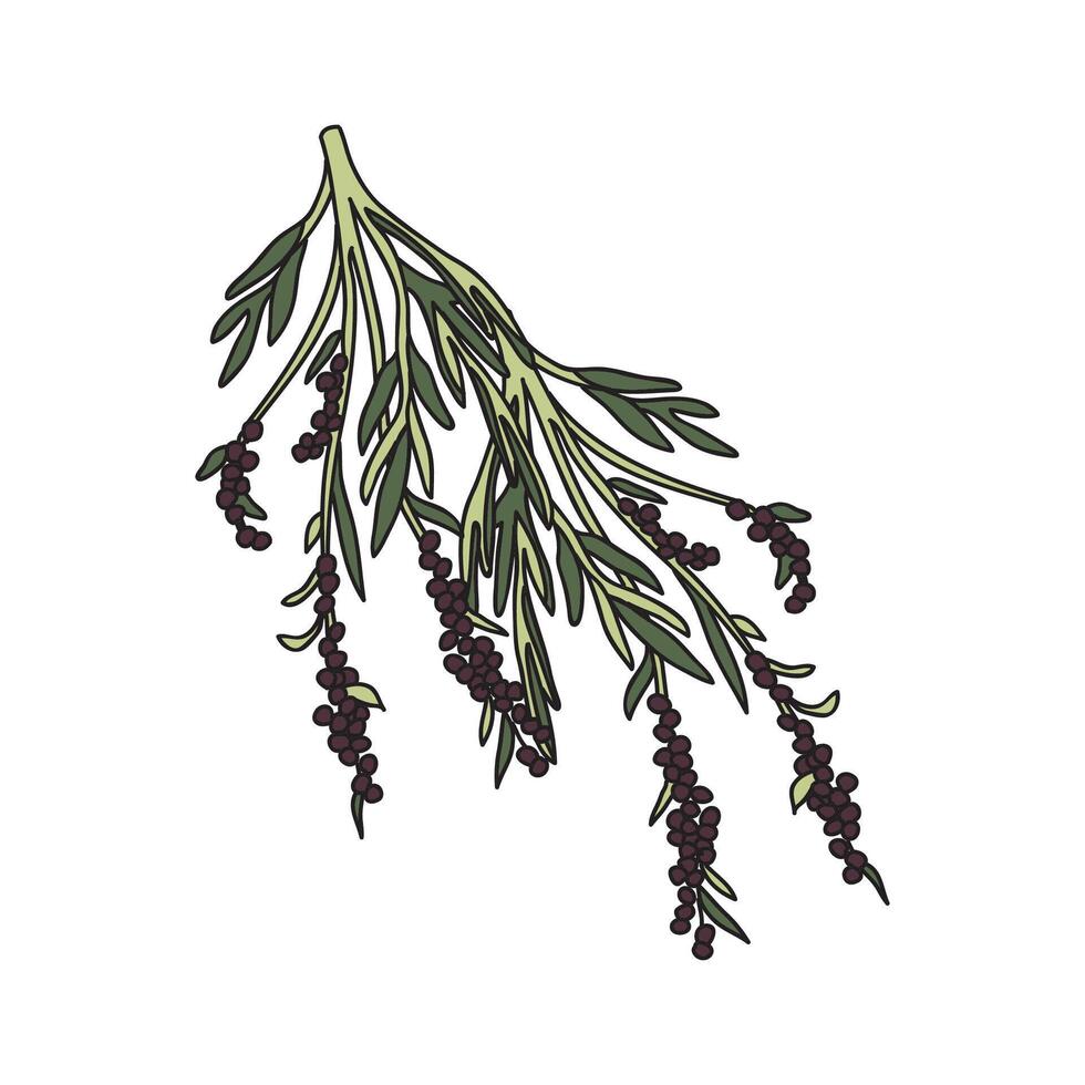 Botanical branch Olive with leaves and berries isolated on white background. Tree Olive plant in green colors illustration. Graphic design for Print Book Product Brand Invitation Greeting Card vector