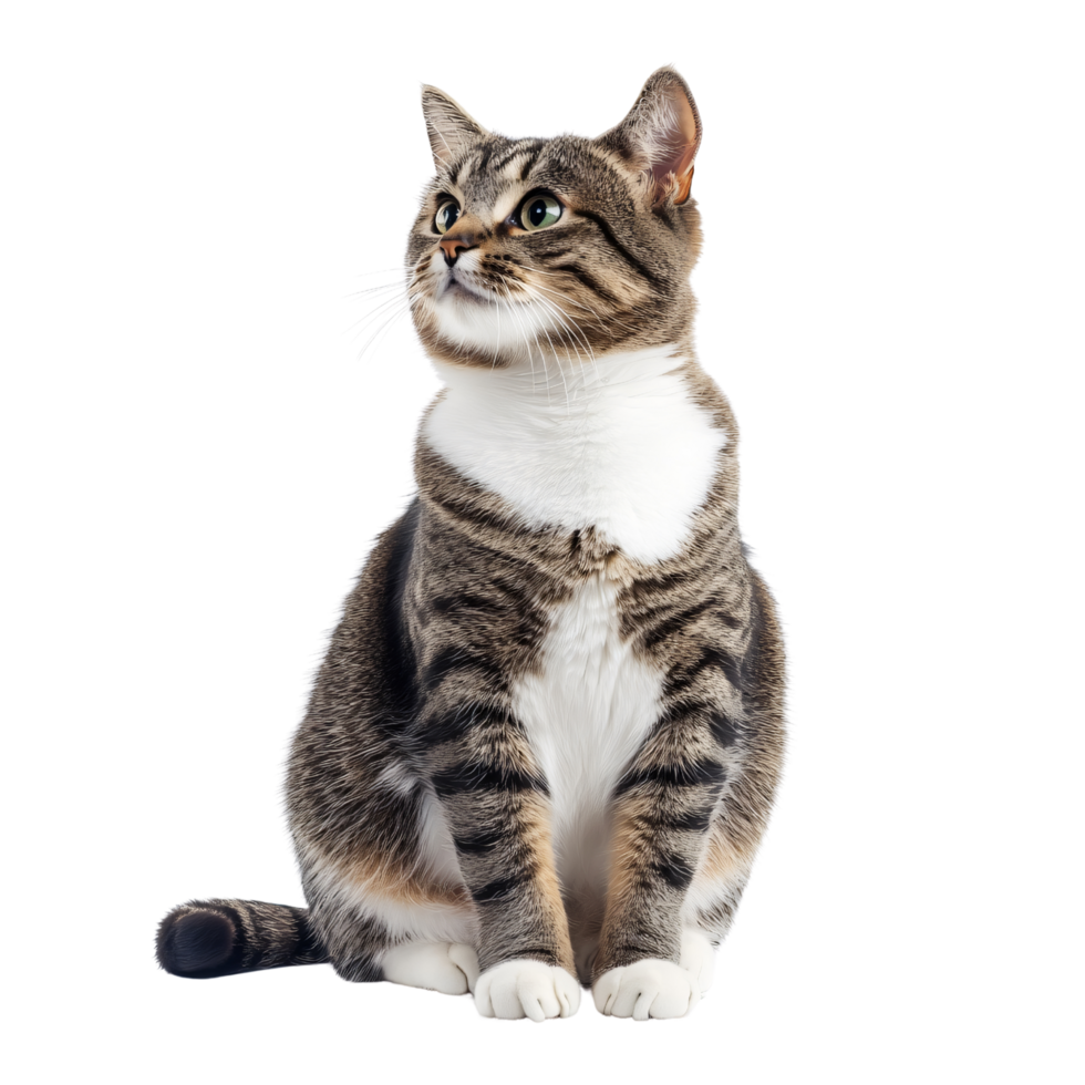 Cute young tabby cat sitting on hind legs isolated on transparent background png