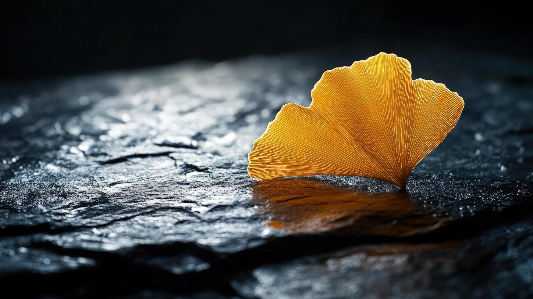 Golden Ginkgo Leaf on Dark Stone A Study in Autumnal Serenity photo