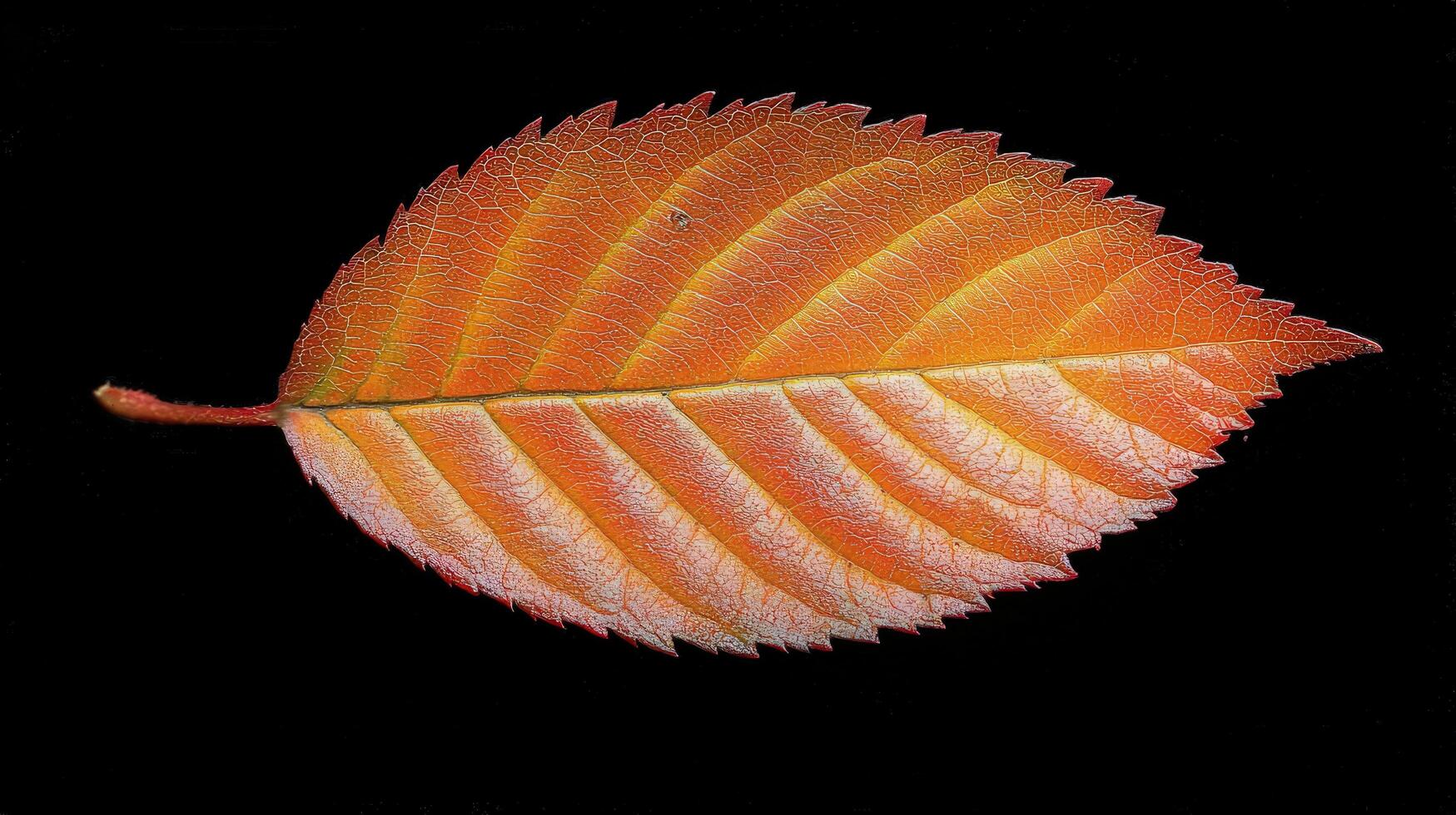 Autumnal Leaf Macro Photography A Detailed Close-Up of an Orange Leaf Against a Black Background photo