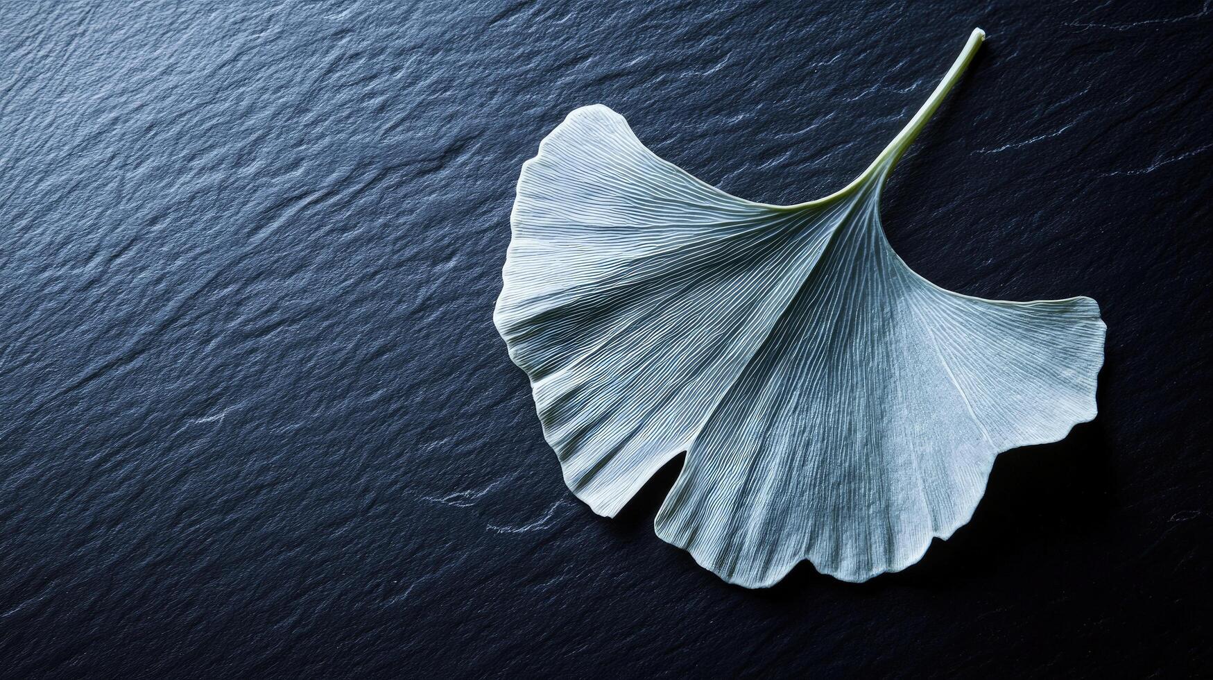 Serene Ginkgo Biloba Leaf on Dark Slate Background A Study in Nature's Elegance photo