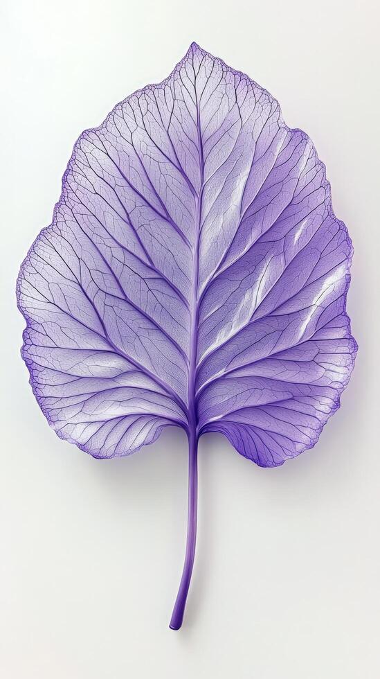 Serene Lavender Leaf A Study in Botanical Elegance and Delicate Veins photo