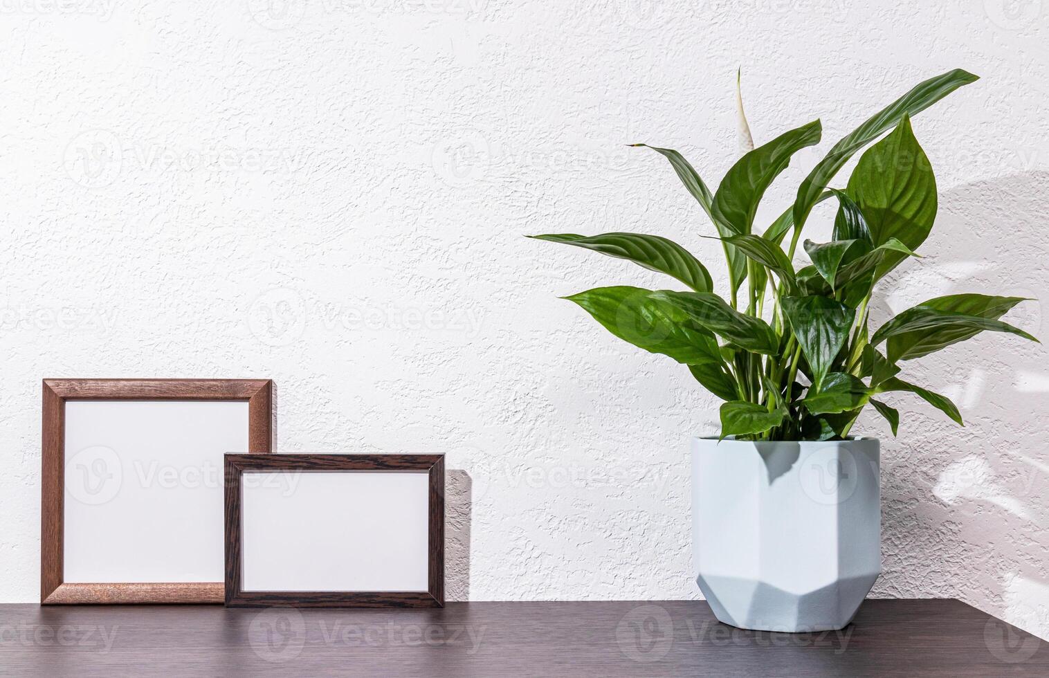 Two photo frames with an empty space on a wooden brown table with stylish pot with a green plant . a white textured wall. Minimalism in the interior.