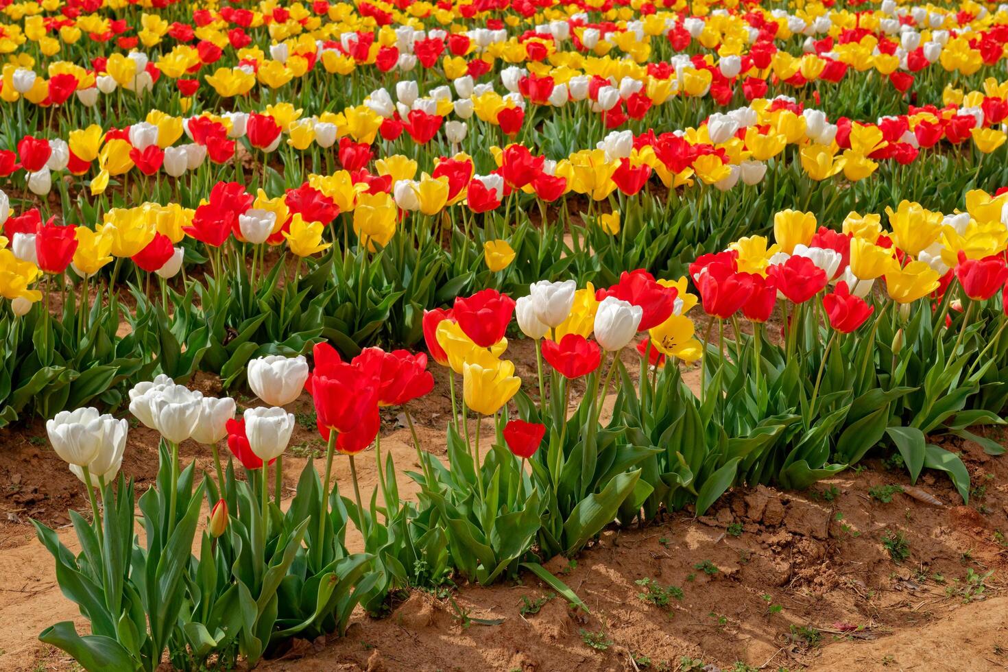 Rows of tulips in full bloom photo