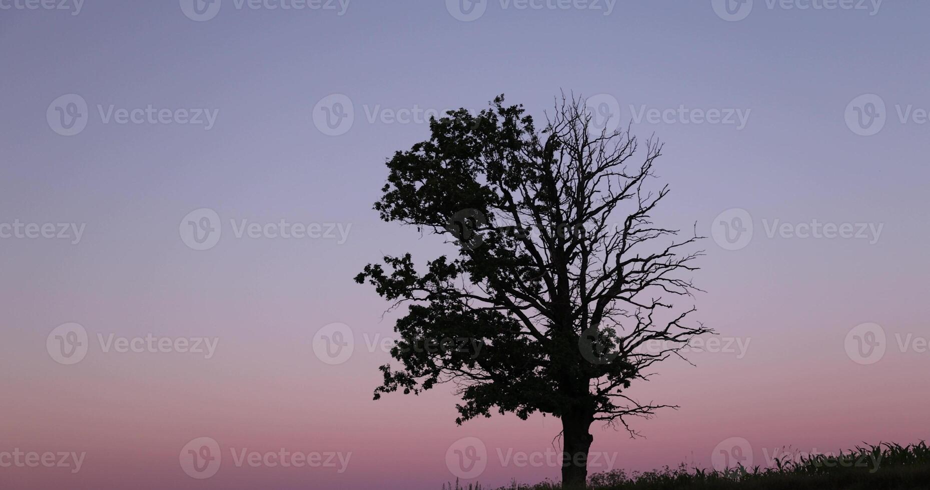 a half withered tree grows on a hill near sunset, a deciduous tree photo