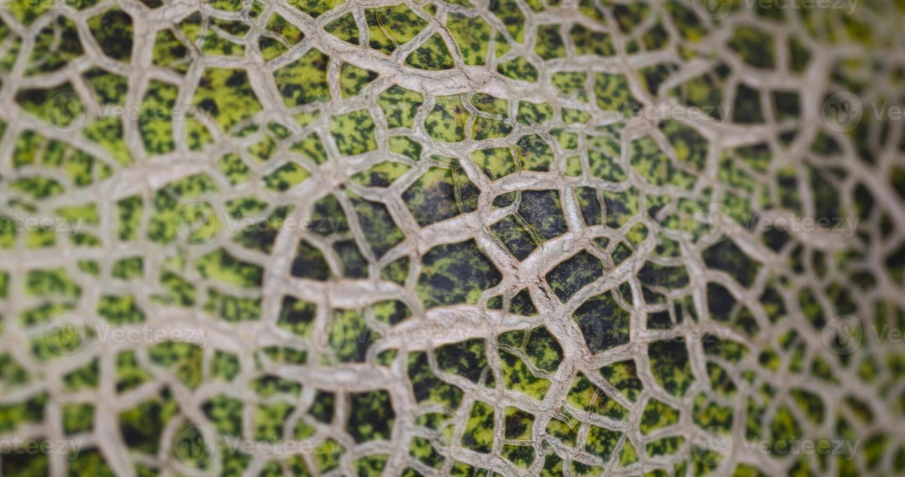 part of the peel of eco melon green after harvest photo
