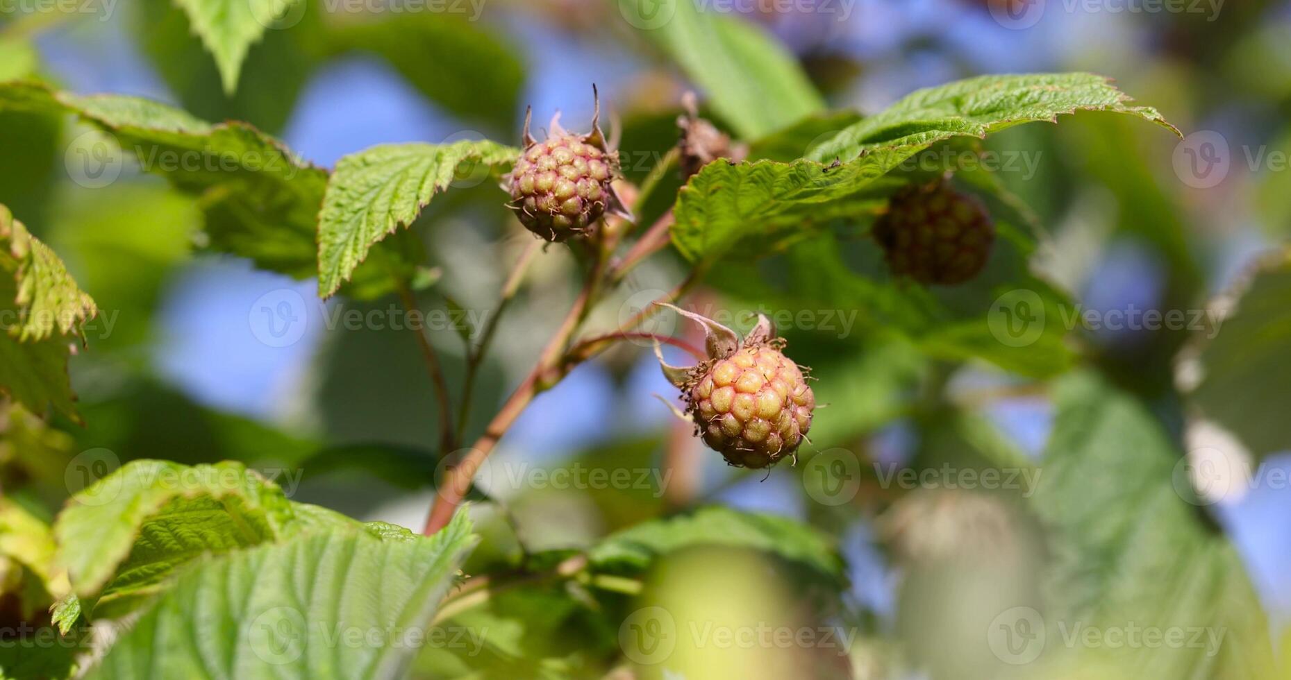 raspberry bush with green unripe berries in the summer season photo