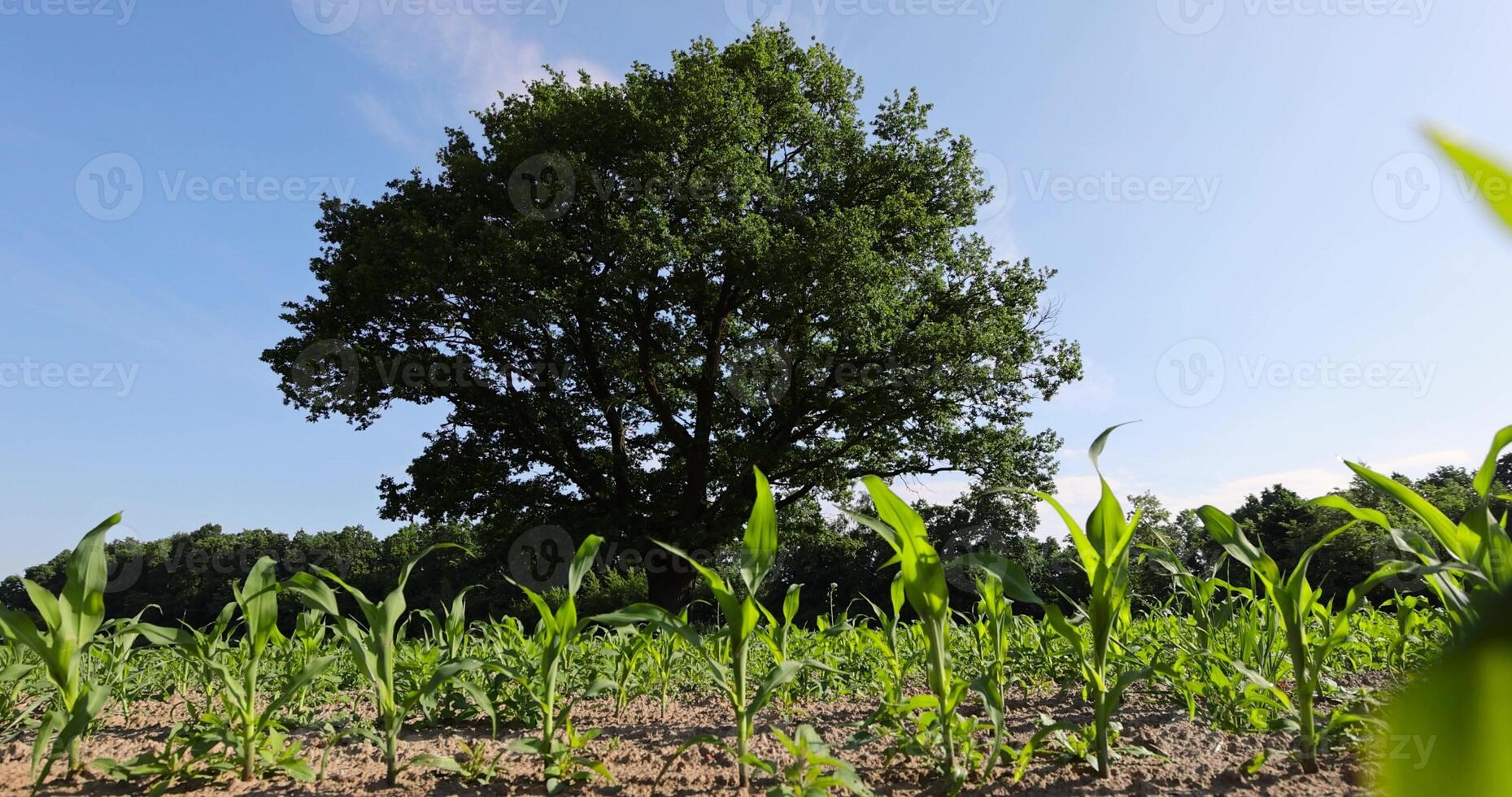 a lone oak in a green cornfield with young sweet corn plants photo