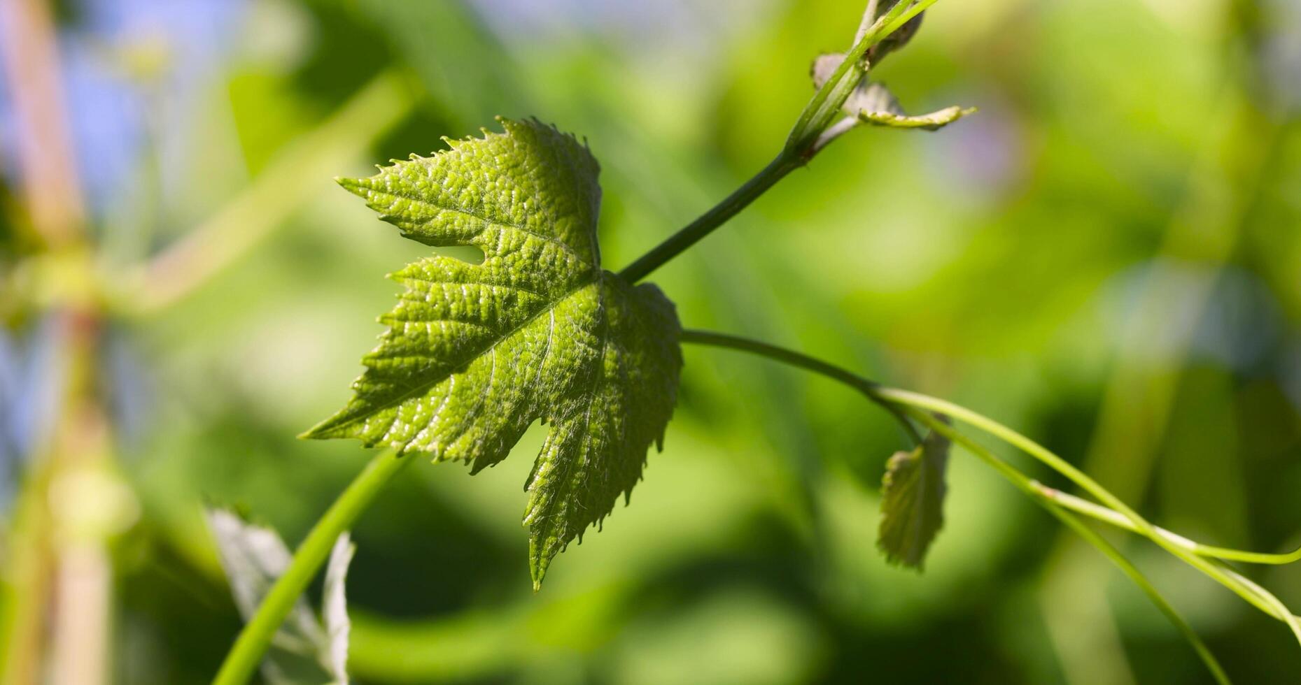 grape plantation with green leaves of grapes in summer photo