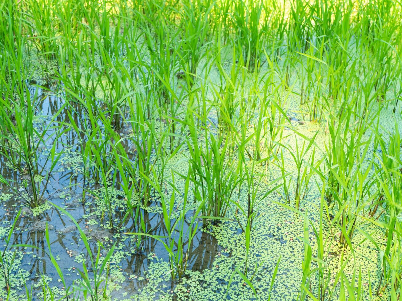 close-up of green fresh rice sprouts growing in water photo