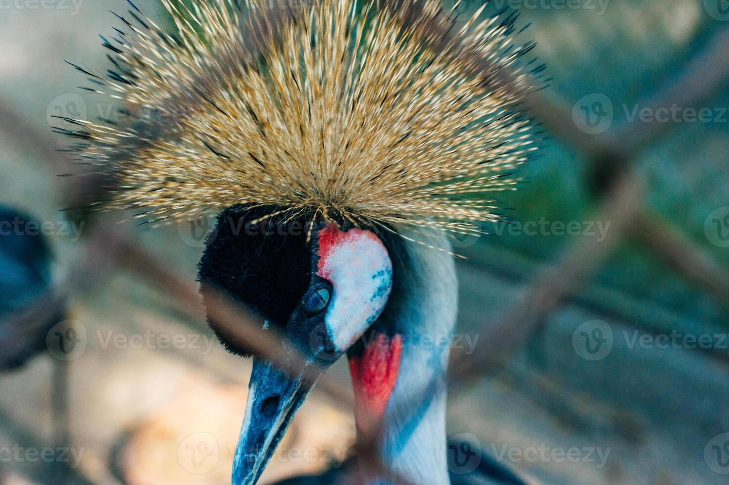 Thailand - Phuket - Bird Park. Closeup portrait of Crowned Crane photo