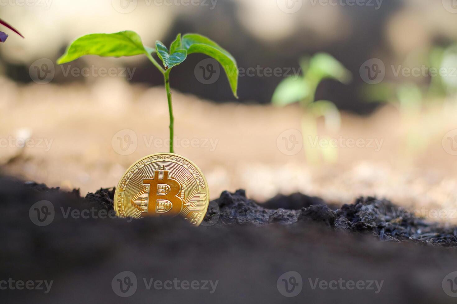 Sprout plant and bitcoin, growth of bitcoin crypto currency photo