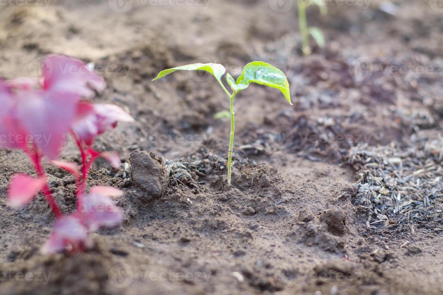 A beautiful representation of a new born plant in the soil. photo