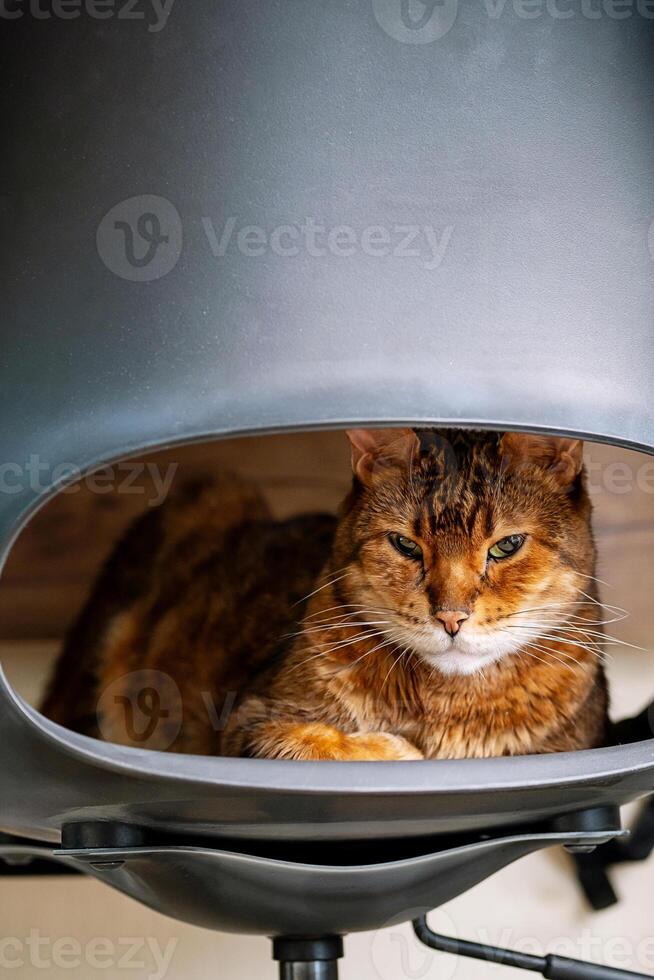 Cat laying on chair. photo