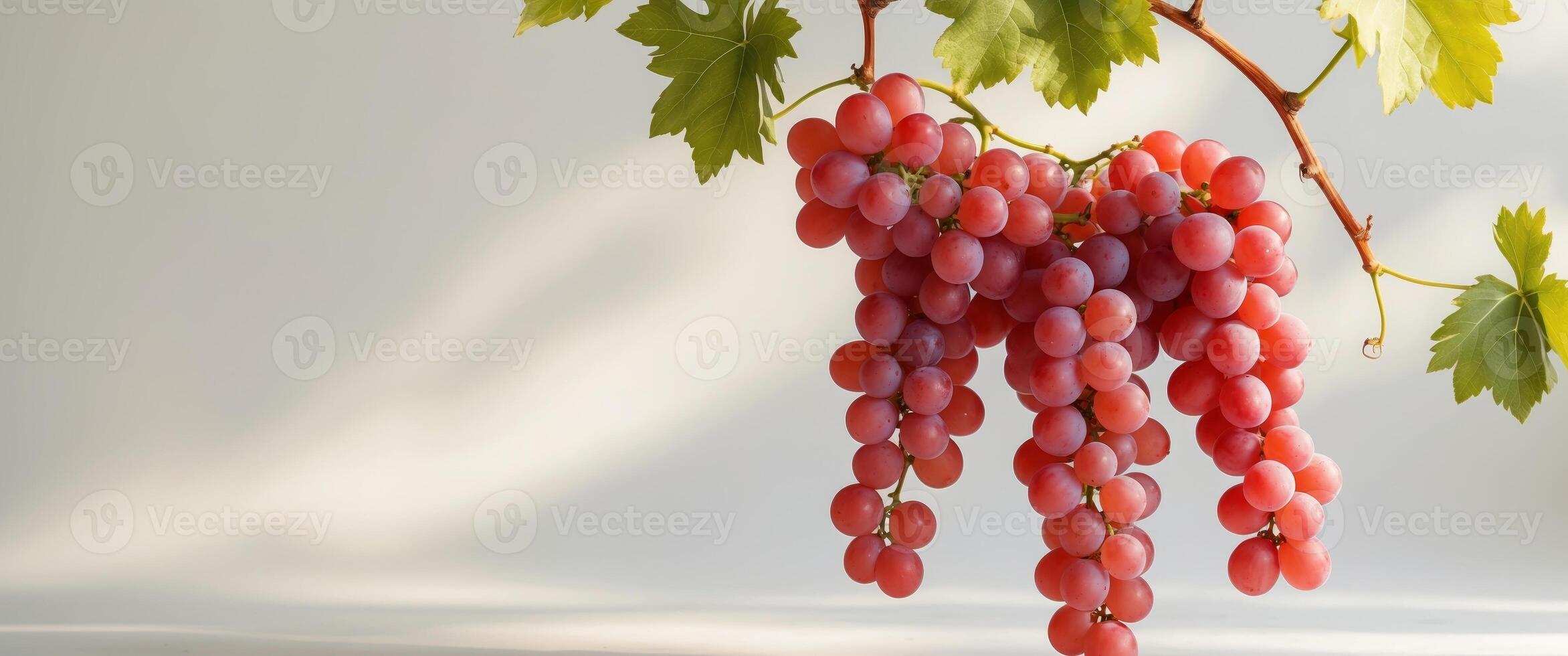 Vibrant Red Grapes Hanging on a Vineyard Vine. photo